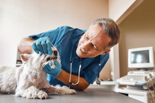  The Meadows, FL Emergency Dentist Pros